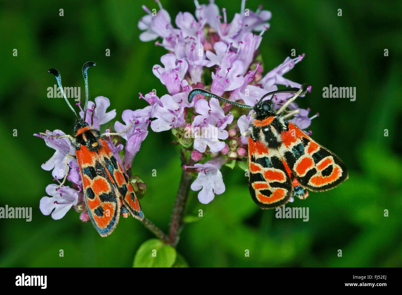 Fausto Burnett (falena Zygaena fausta, Zygaena faustina), sul origano, Germania Foto Stock