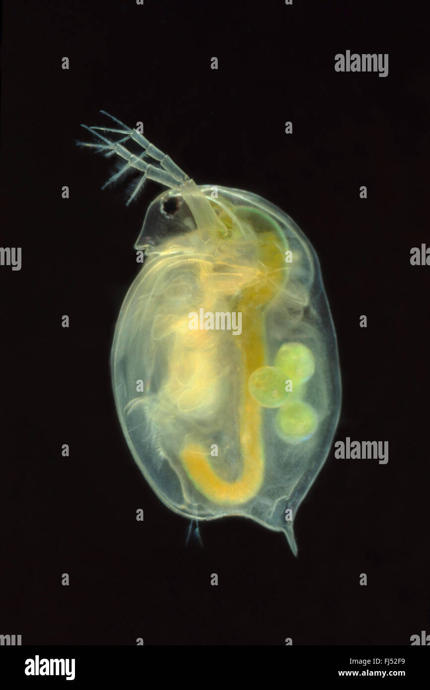 Grande acqua flea (Daphnia magna), nuoto, Germania Foto Stock