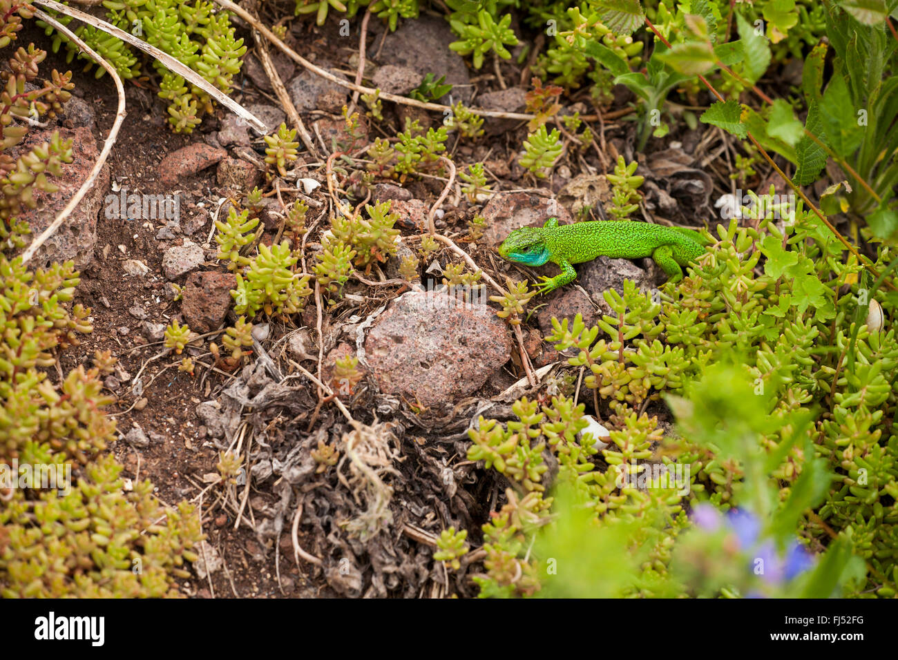 Western Ramarro, Europeo ramarro (Lacerta bilineata, Lacerta viridis bilineata), maschio, GERMANIA Baden-Wuerttemberg, Kaiserstuhl Foto Stock