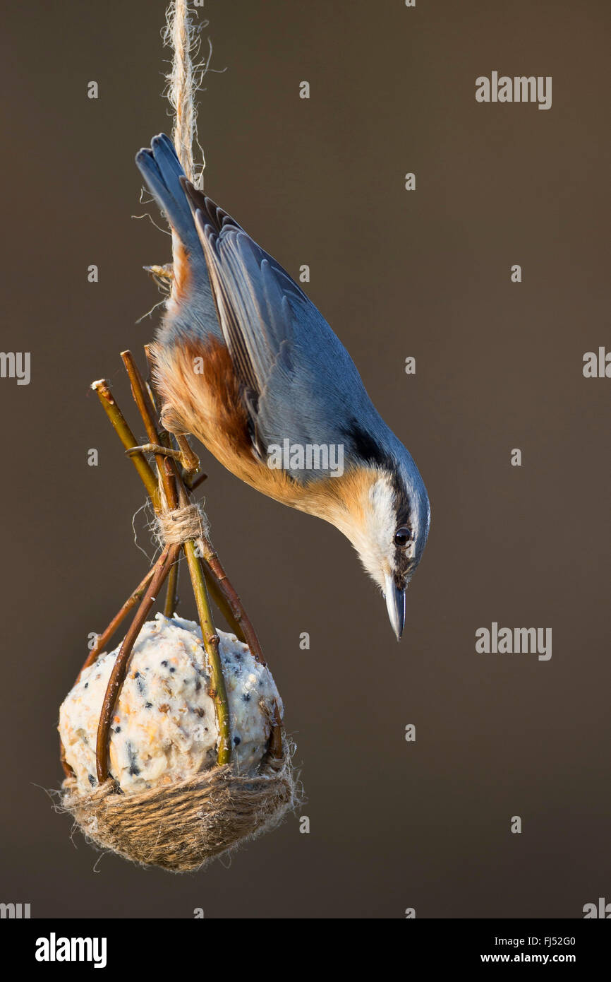 Eurasian picchio muratore (Sitta europaea), seduti a un grasso a mano palla in un cesto fatto di rametti di salice, Germania Foto Stock