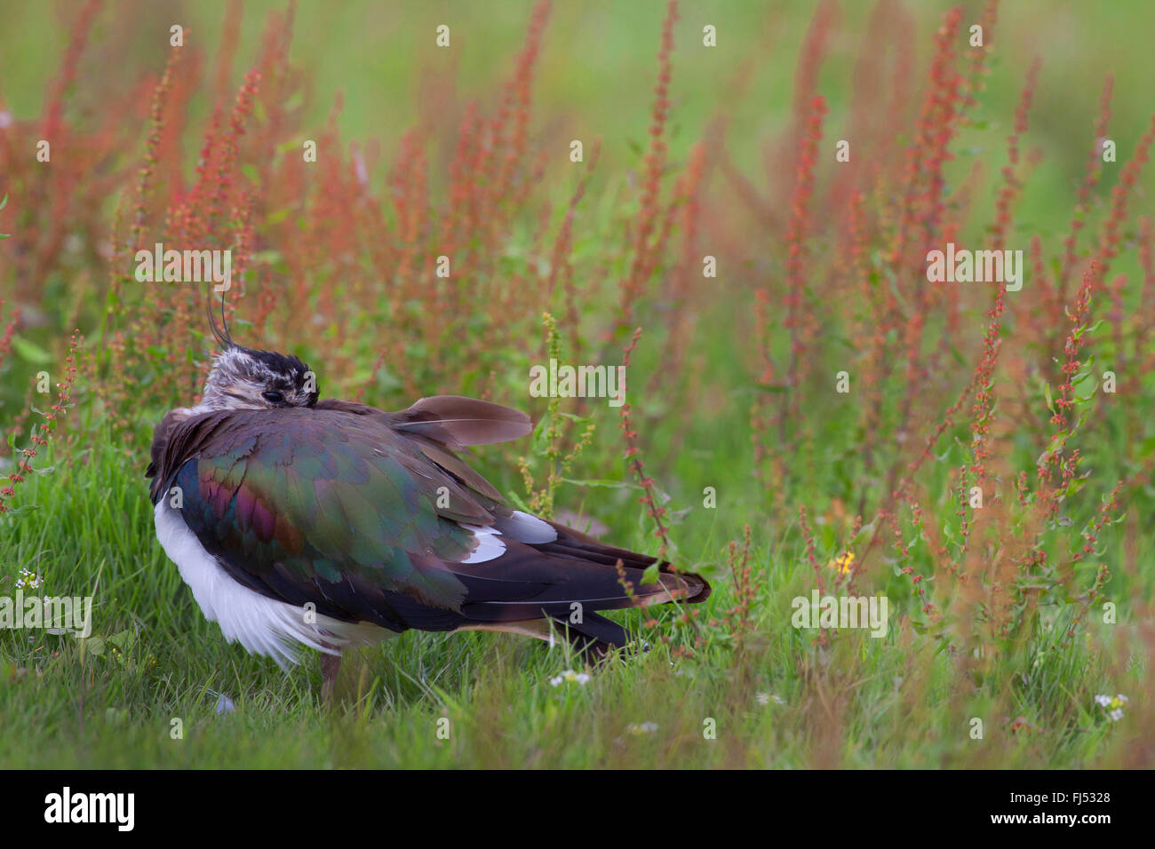 Pavoncella (Vanellus vanellus), riposo uccello adulto in eclipse piumaggio, vista laterale sull'erba, Germania, Schleswig-Holstein Foto Stock