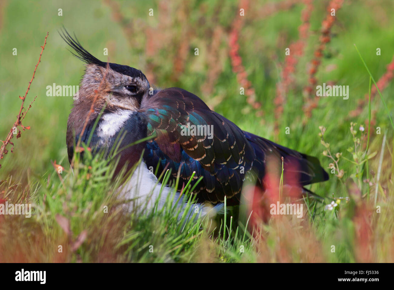 Pavoncella (Vanellus vanellus), riposo uccello adulto in eclipse piumaggio, vista laterale sull'erba, Germania, Schleswig-Holstein Foto Stock