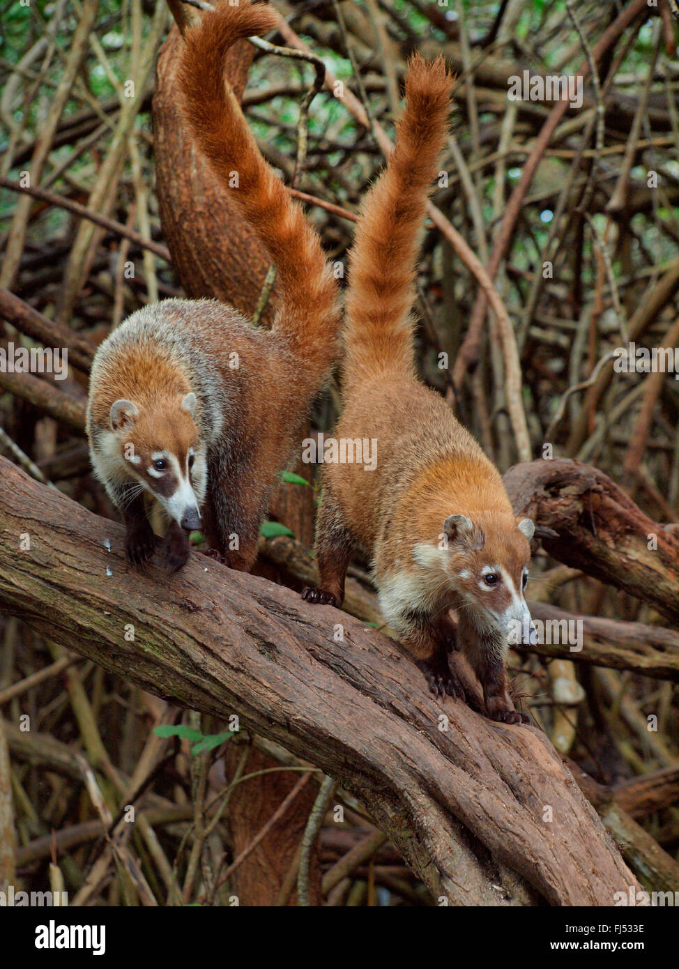 Bianco-coati dal naso (Nasua narica), su mangrovie, Messico, Yukatan Foto Stock