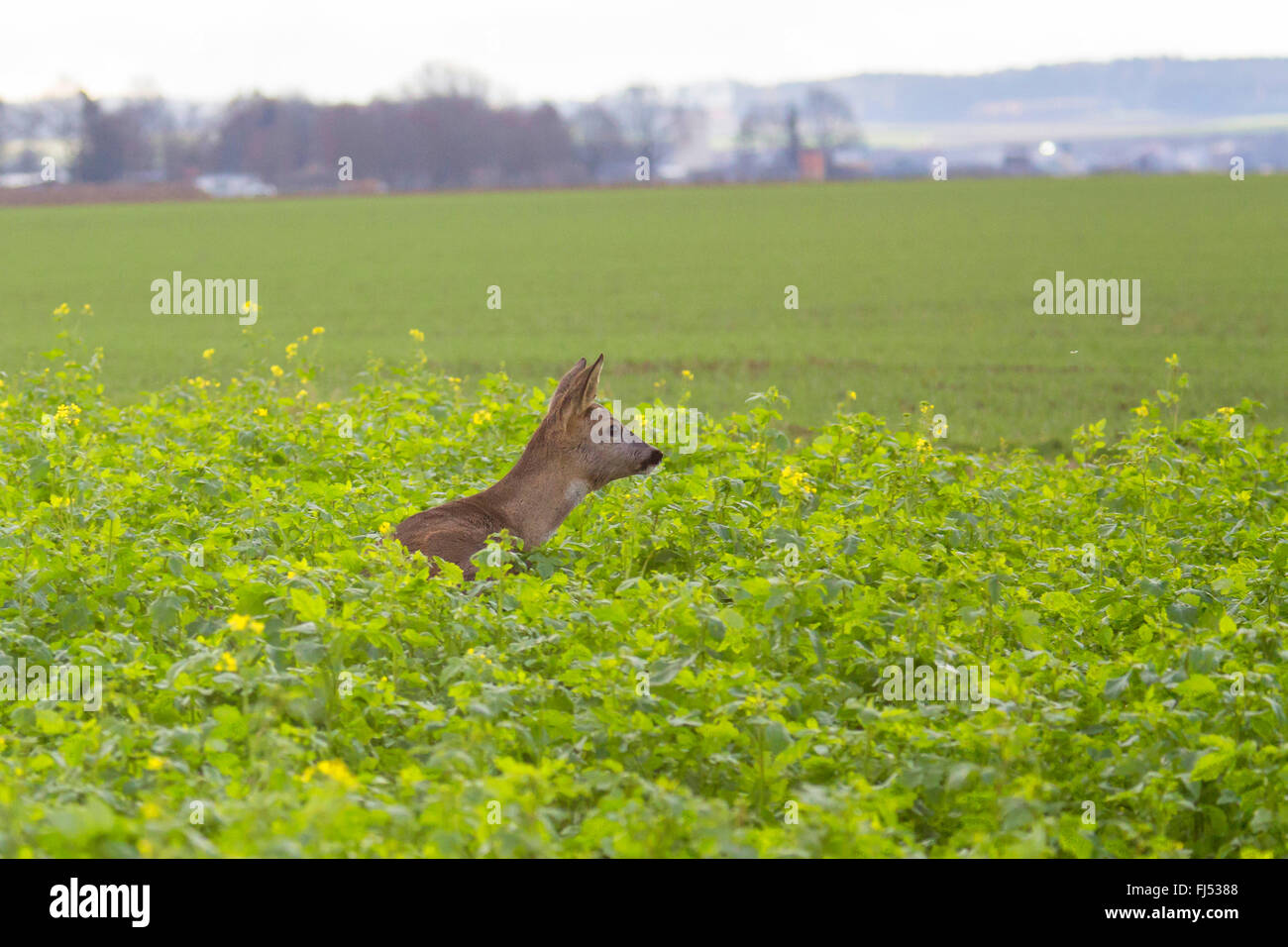 Il capriolo (Capreolus capreolus), doe vigile permanente in un campo di senape, in Germania, in Baviera, Niederbayern, Bassa Baviera Foto Stock