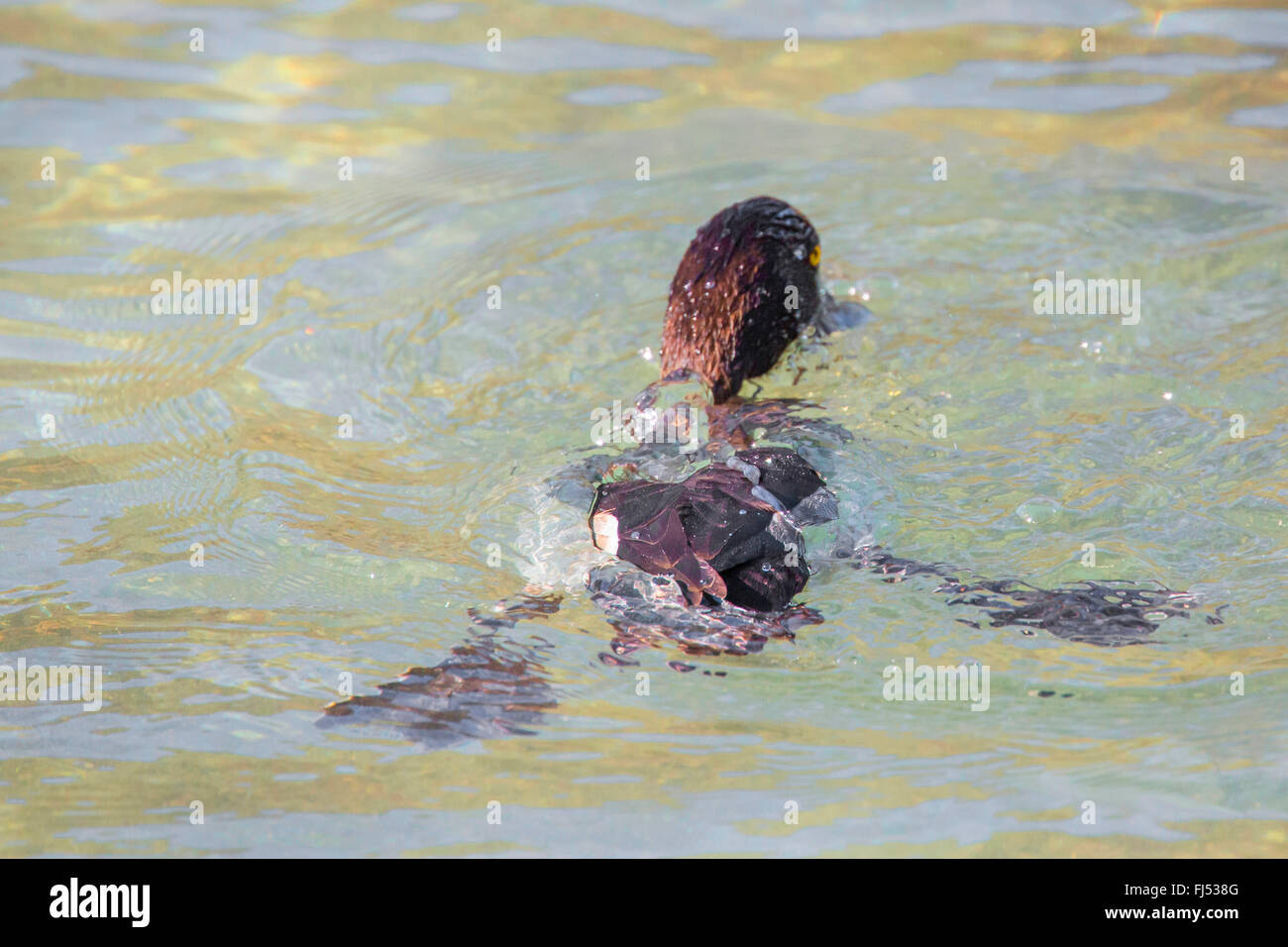 Moretta (Aythya fuligula), femmina emergenti dall'acqua, in Germania, in Baviera Foto Stock