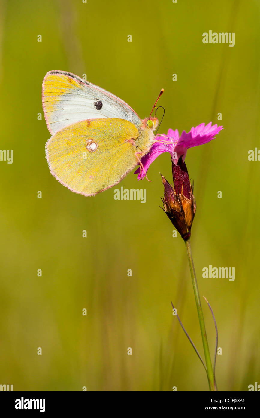 Offuscato pallido giallo (Colias hyale), si siede su un fiore rosa, GERMANIA Baden-Wuerttemberg, Kaiserstuhl Foto Stock