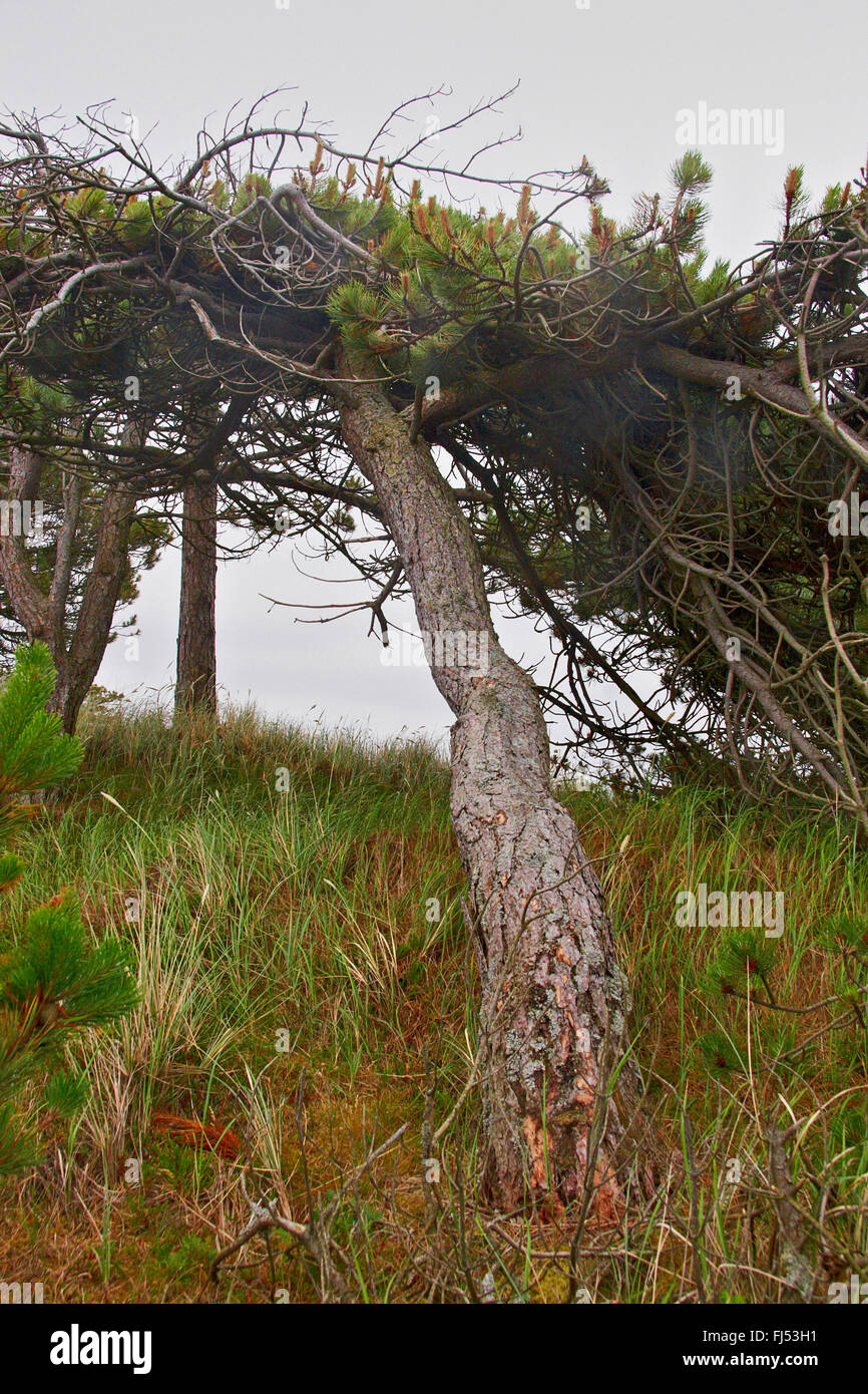 Pino silvestre, pino silvestre (Pinus sylvestris), pino formata dal vento, Danimarca, Juetland, il tuo parco nazionale Foto Stock