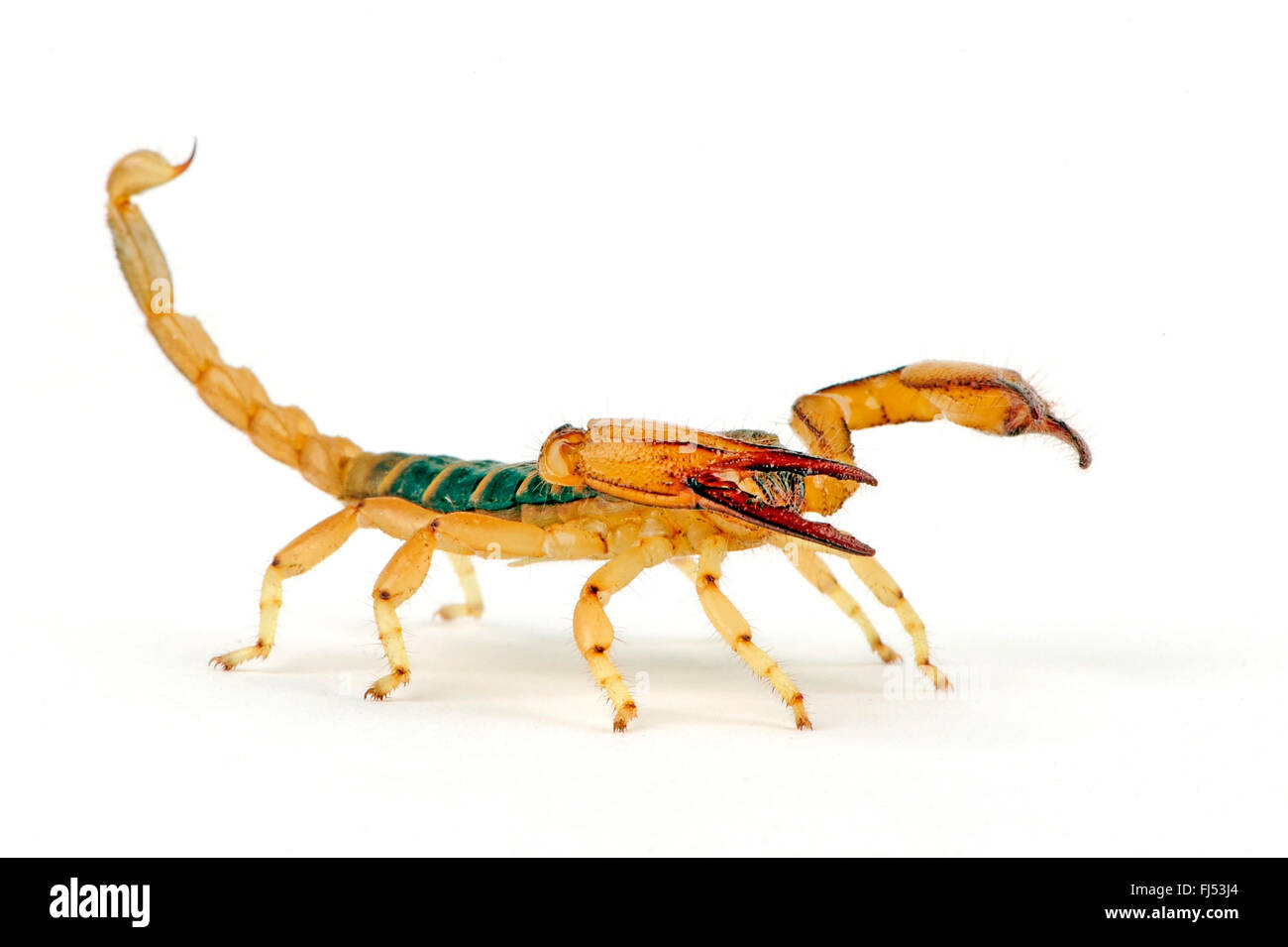 Robusto scavando scorpion, corteccia Carinated scorpion, Africana giallo-gamba scorpion (Opistophthalmus carinatus), cut-out Foto Stock