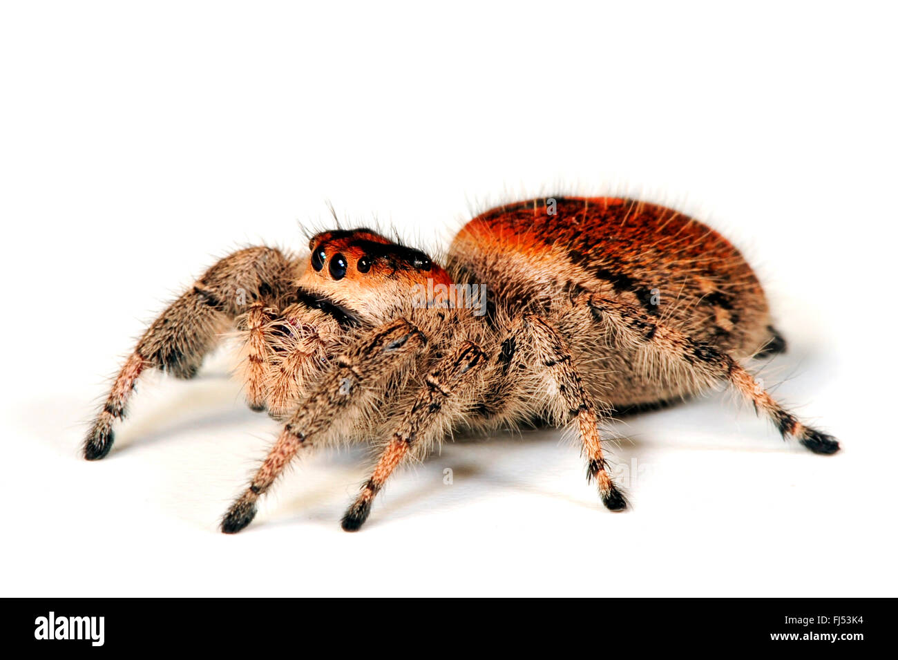 Jumping ragni, regal jumping spider (Phidippus regius), femmina, cut-out Foto Stock