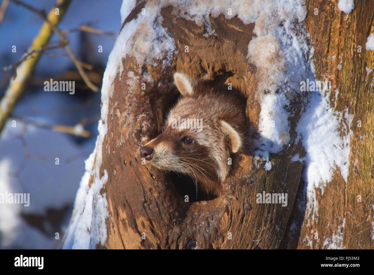 Procione comune (Procione lotor), guardando fuori un foro albero in inverno, in Germania, in Renania settentrionale-Vestfalia Foto Stock