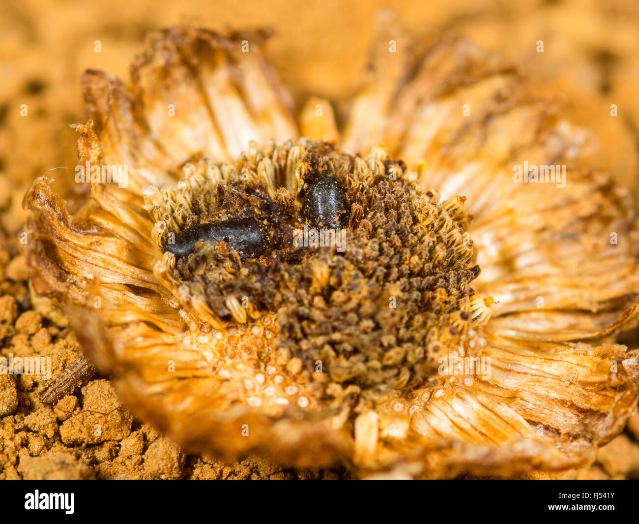 Tephritid fly (Tephritis neesii), pupe in anthodium di Margherita occhio di bue (Leucanthemum vulgare), Germania Foto Stock