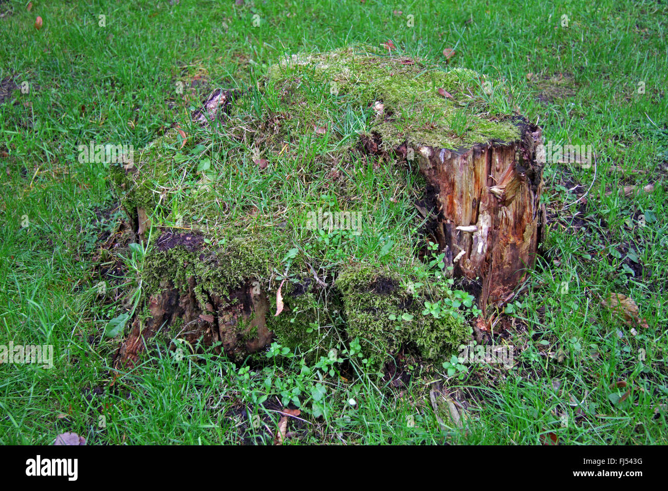 Il marcio ceppo di albero in un prato, Germania Foto Stock