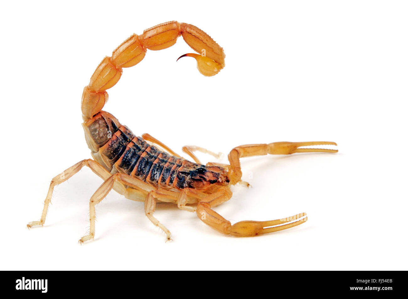 Campo scorpion (Buthus elongatus), in difesa della postura, cut-out, Andalusia Foto Stock