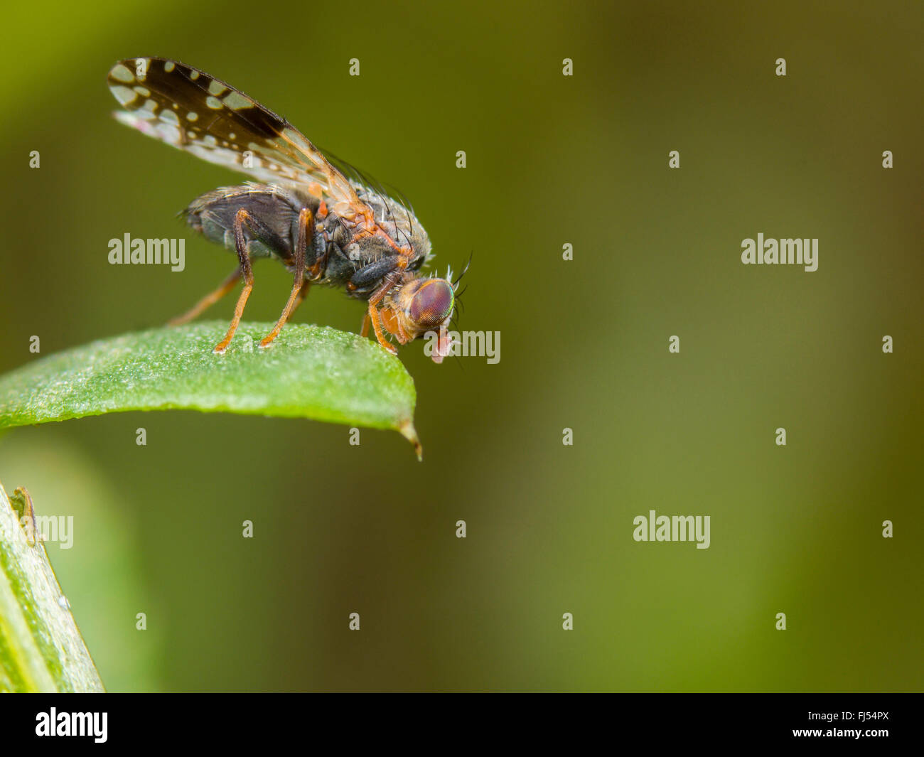 Tephritid fly (Tephritis neesii), maschio su Margherita occhio di bue (Leucanthemum vulgare), Germania Foto Stock