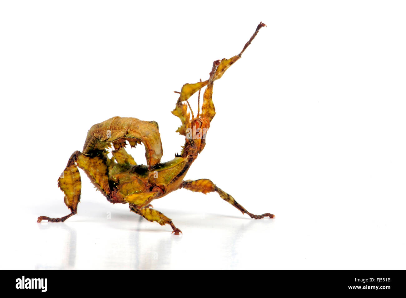 Scarola gigante Stick insetto, Macleay di spettro (Extatosoma tiaratum), in difesa della postura, cut-out Foto Stock