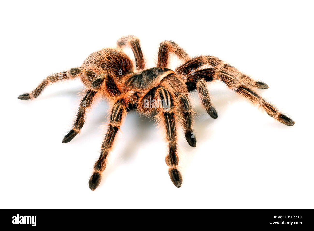 Rosa cilena tarantula (Grammostola rosea, Grammostola spatulata, Grammostola cala), cut-out, Cile Foto Stock