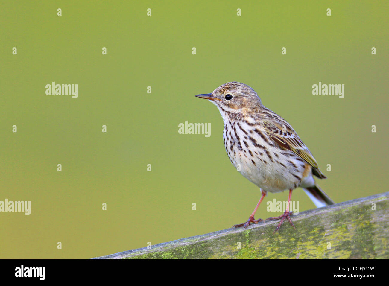 Meadow Pipit (Anthus pratensis), seduto su un recinto, Paesi Bassi, Frisia Foto Stock
