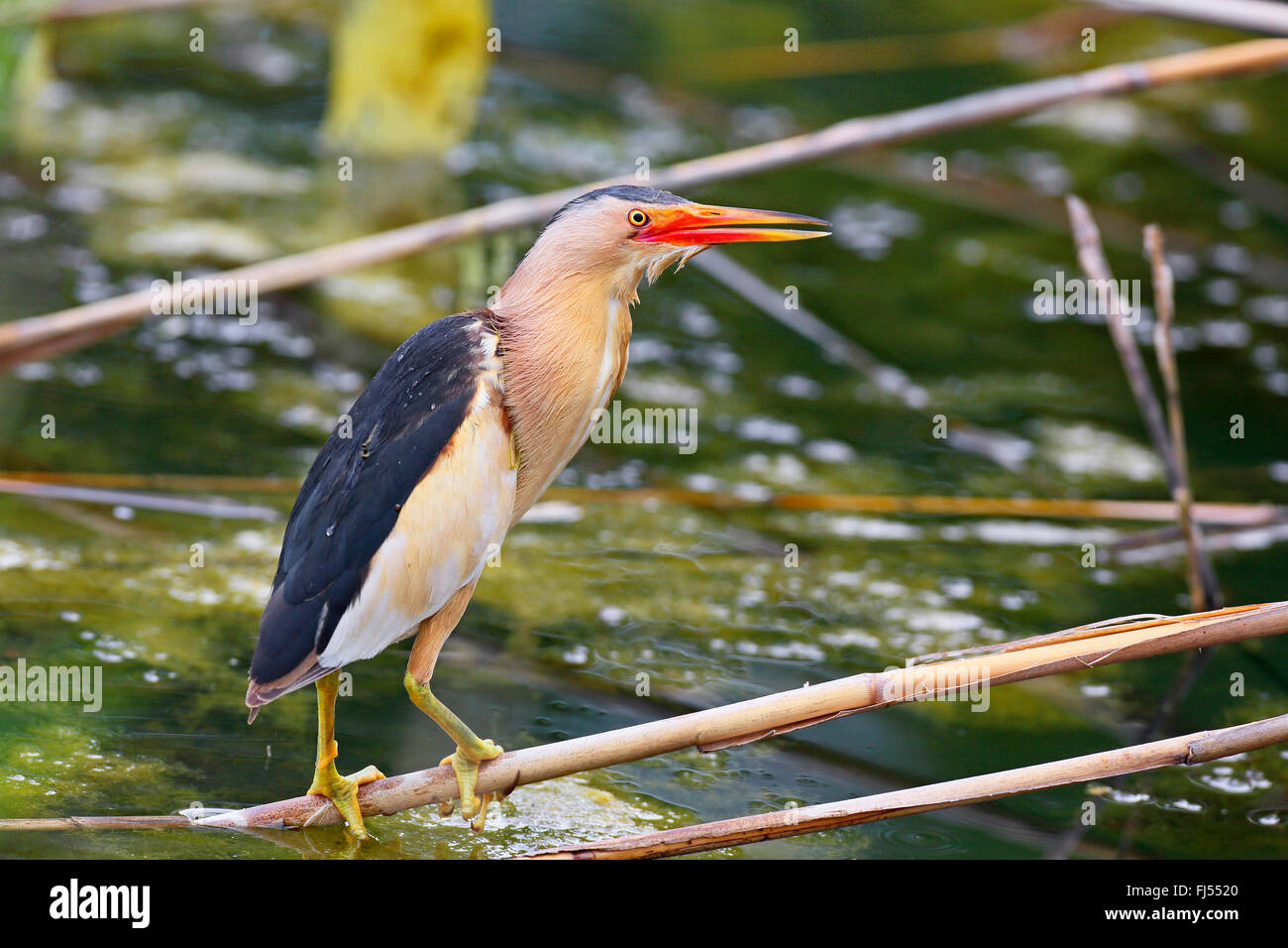 Tarabusino (Ixobrychus minutus), maschio in piedi in canneti, Grecia, Kerkinisee Foto Stock