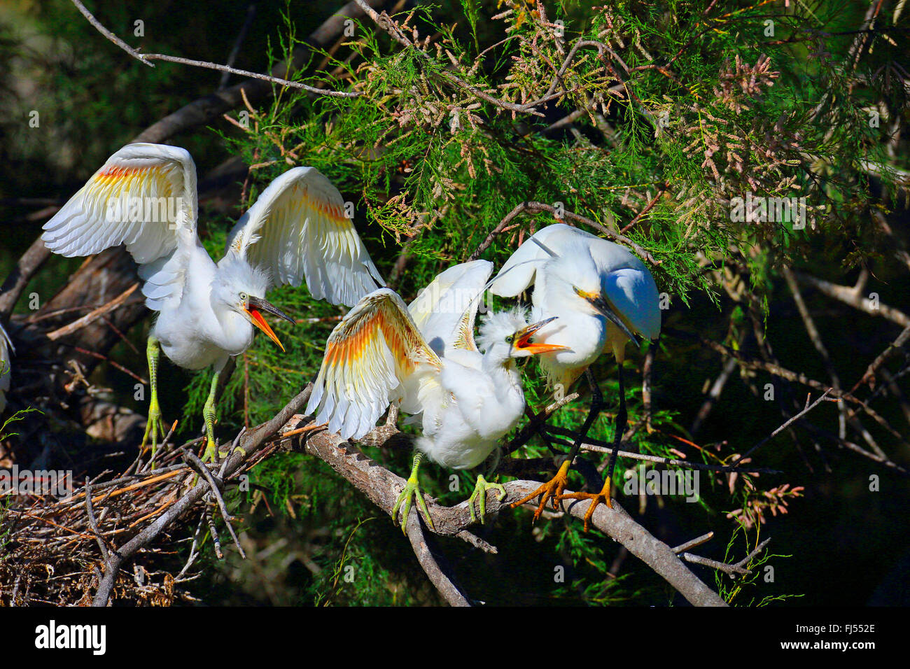 Garzetta (Egretta garzetta), capretti uccelli chiamando per alimentare, in piedi in un tamerice, Francia, Camargue Foto Stock