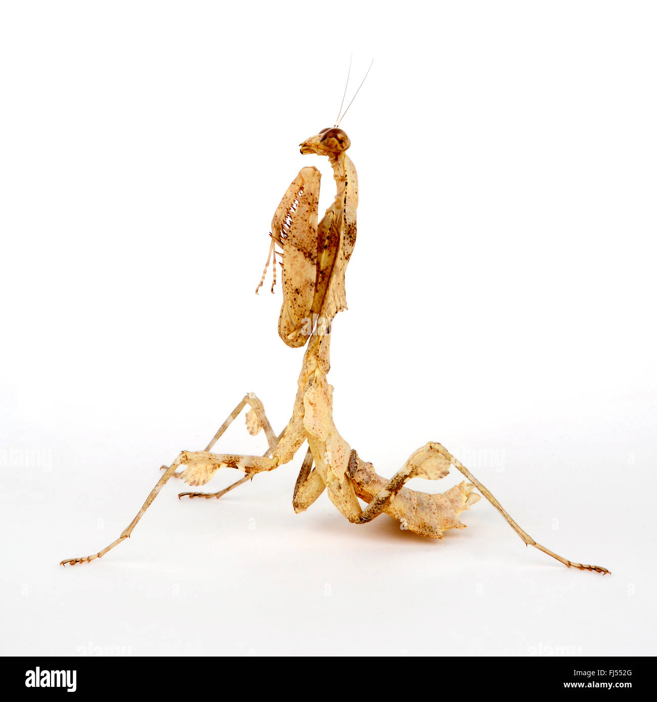 Giant foglia morta Mantis, malese foglia morta Mantis (Deroplatys desiccata), in difesa della postura, cut-out Foto Stock