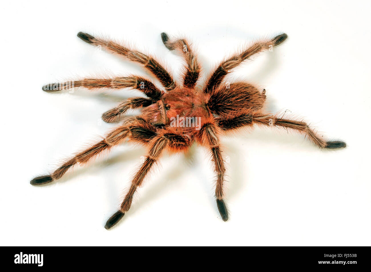 Rosa cilena tarantula (Grammostola rosea, Grammostola spatulata, Grammostola cala), cut-out, Cile Foto Stock