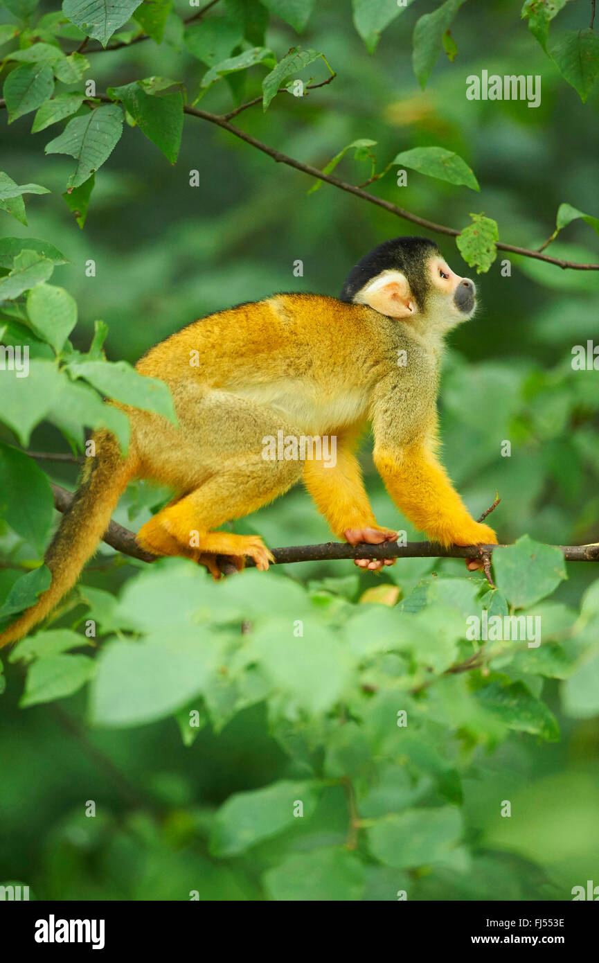 Comune di Scimmia di scoiattolo (Saimiri sciureus), si siede su un ramoscello lookong fino Foto Stock