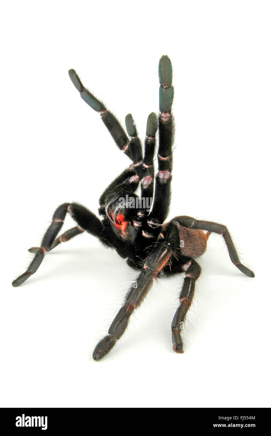 Indian violetta tarantula (Chilobrachys fimbriatus), in difesa della postura, cut-out Foto Stock