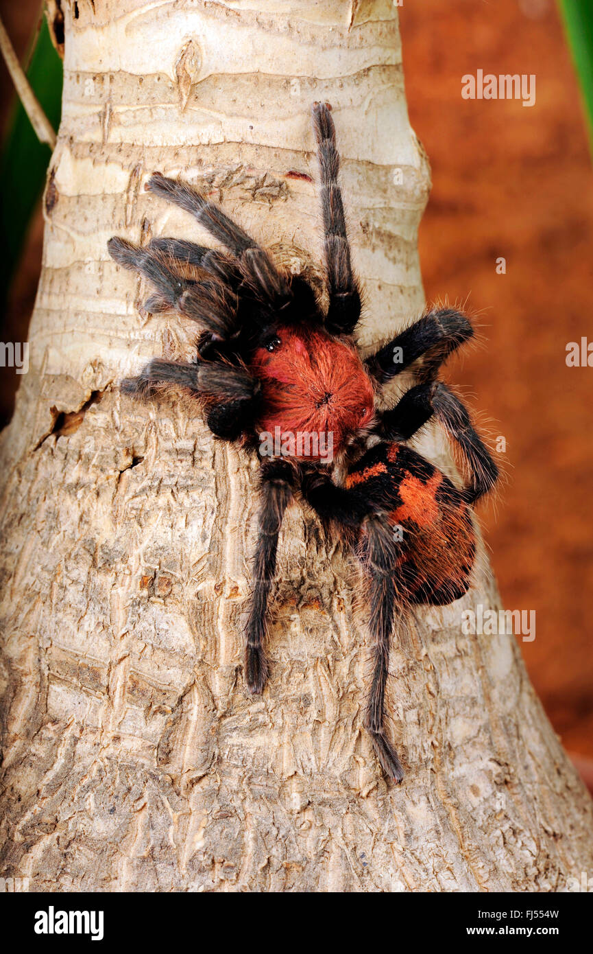 Costa Rican tiger scamone (Cyclosternum fasciatum), nel terrarium, Costa Rica Foto Stock