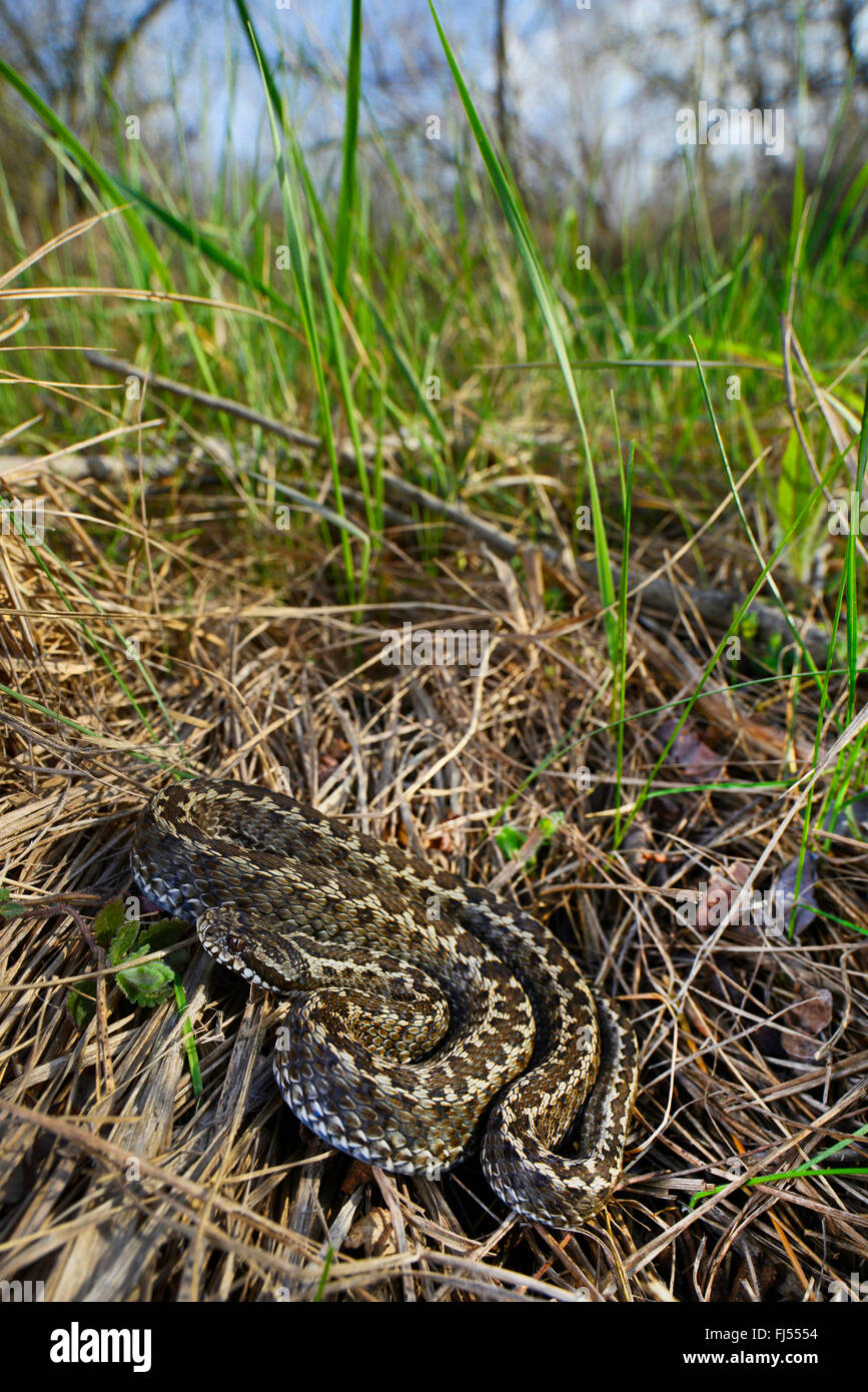 Prato viper, Orsini di vipera (Vipera ursinii), rare meadow viper nella steppa rumeno , Romania, Moldava, Ia&#537;i Foto Stock