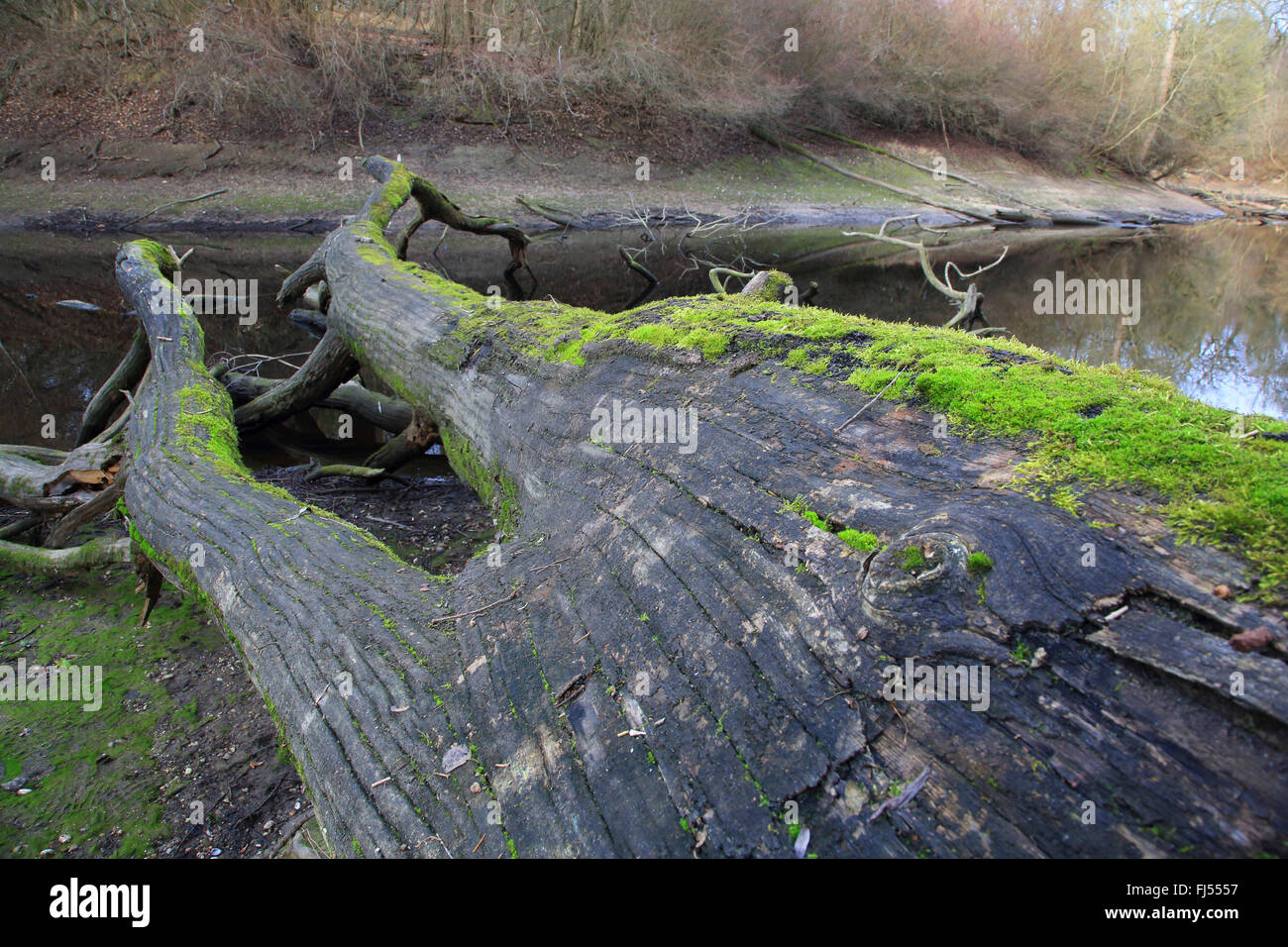 Cassa di espansione del fiume in inverno, GERMANIA Baden-Wuerttemberg Foto Stock