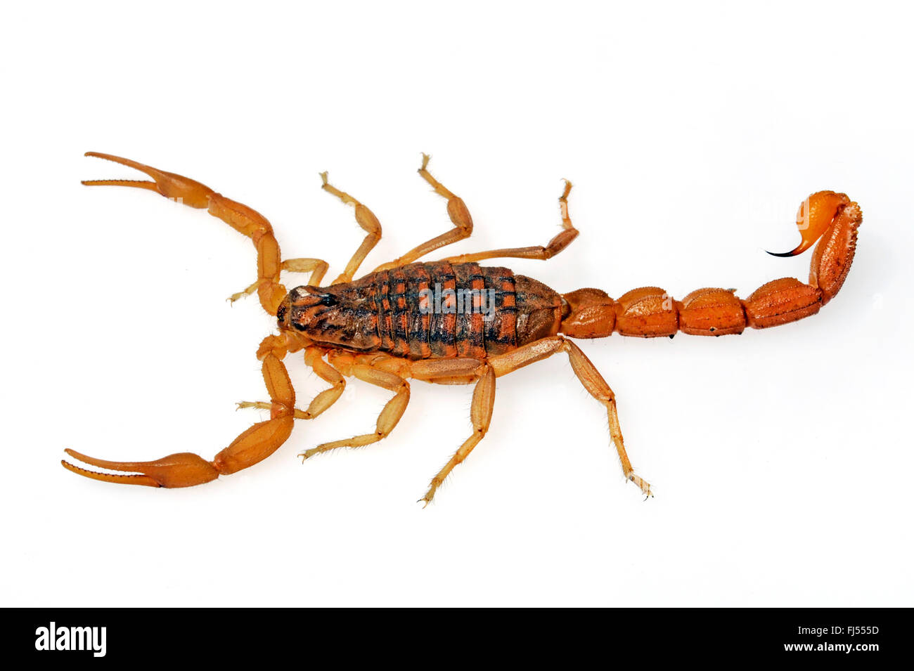 Mediterraneo scorpione a scacchi (Mesobuthus gibbosus), raro colore rosso morph, Grecia, PELOPONNESO Foto Stock