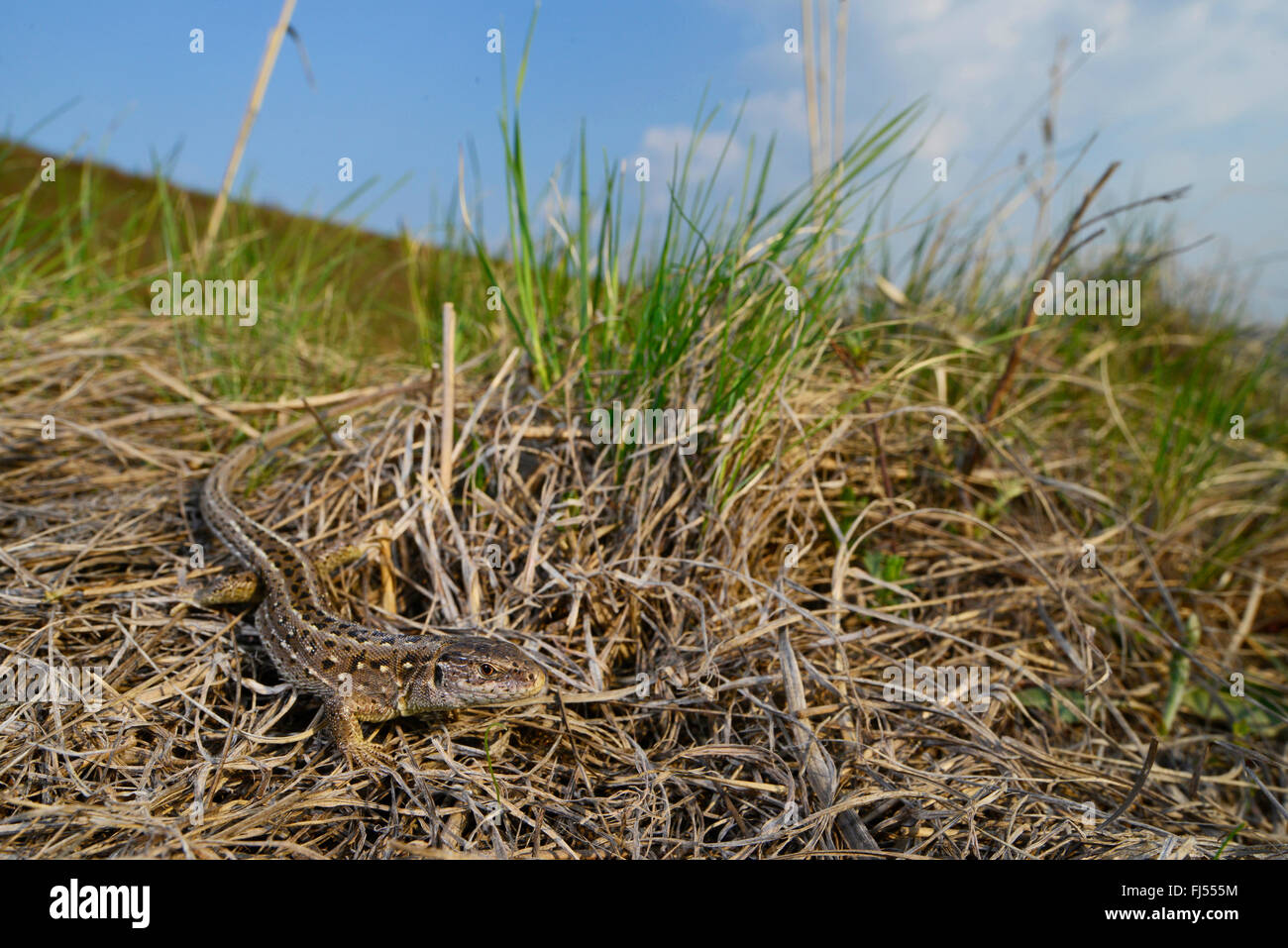 Biacco (Lacerta agilis), femmina biacco nella steppa rumeno, perfettamente mimetizzati, Romania, Moldava, Ia&#537;i Foto Stock