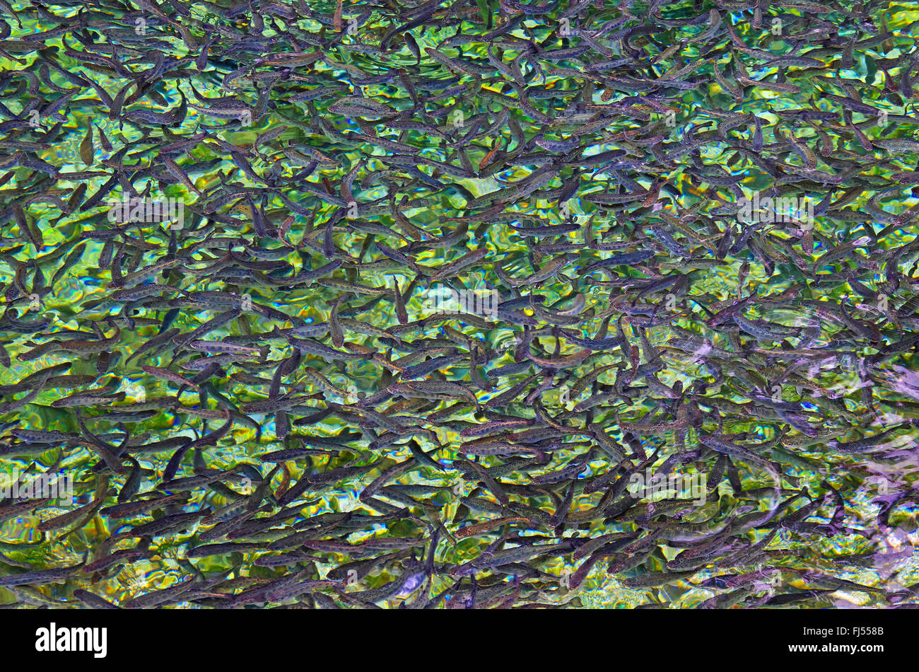 La trota fario trota di fiume, trota di fiume (Salmo trutta fario), allevamento di trote, laghetto con pesci, secca di trote, Germania Foto Stock