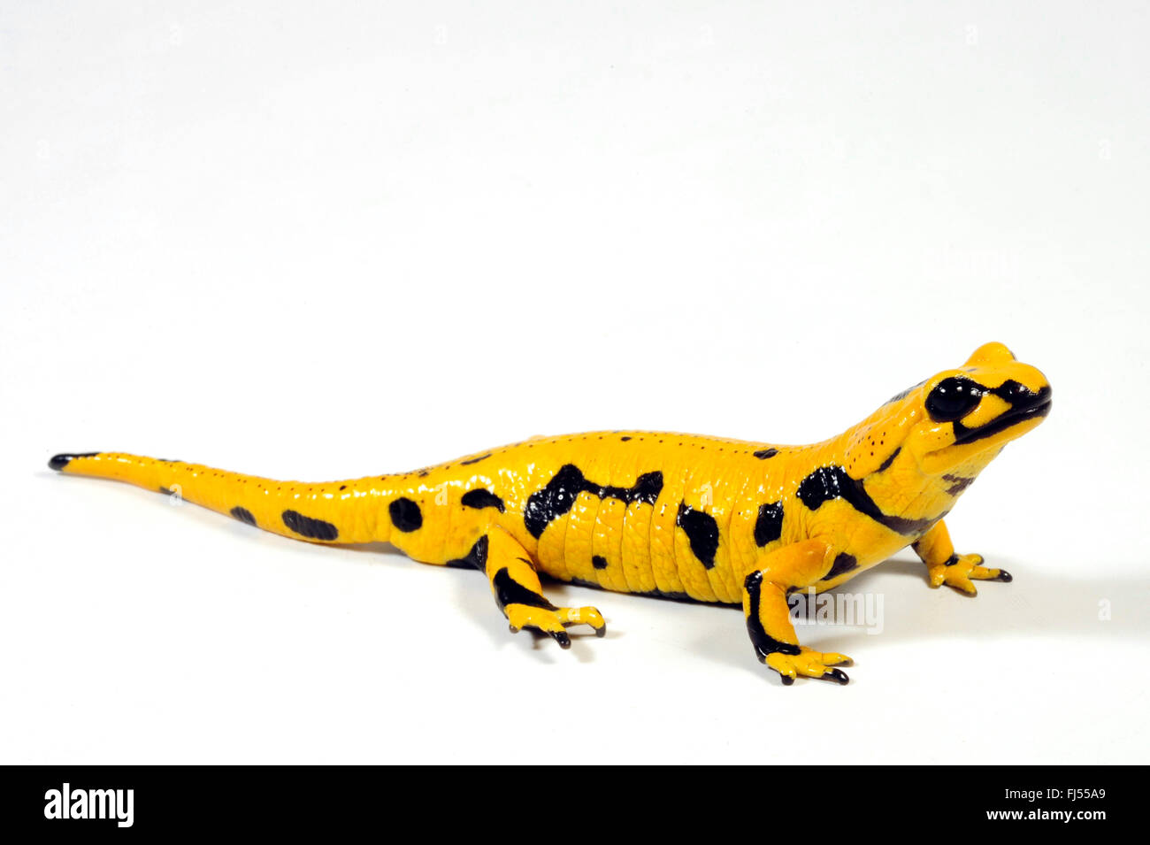 Unione salamandra pezzata (Salamandra salamandra, Salamandra salamandra terrestris ), principalmente di colore giallo salamander, tagliare messo, Germania Foto Stock