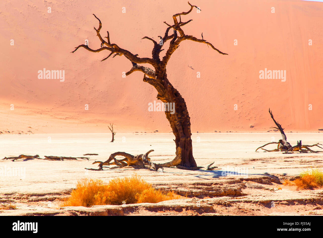 Dead Vlei clay pan e morti camel thorn tree nella parte anteriore di una duna, Namibia, Sesriem Foto Stock