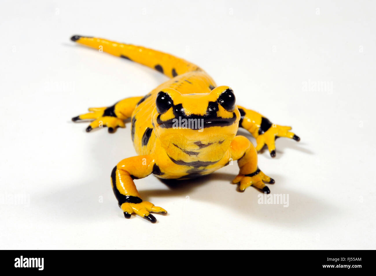 Unione salamandra pezzata (Salamandra salamandra, Salamandra salamandra terrestris ), principalmente di colore giallo salamander, tagliare messo, Germania Foto Stock