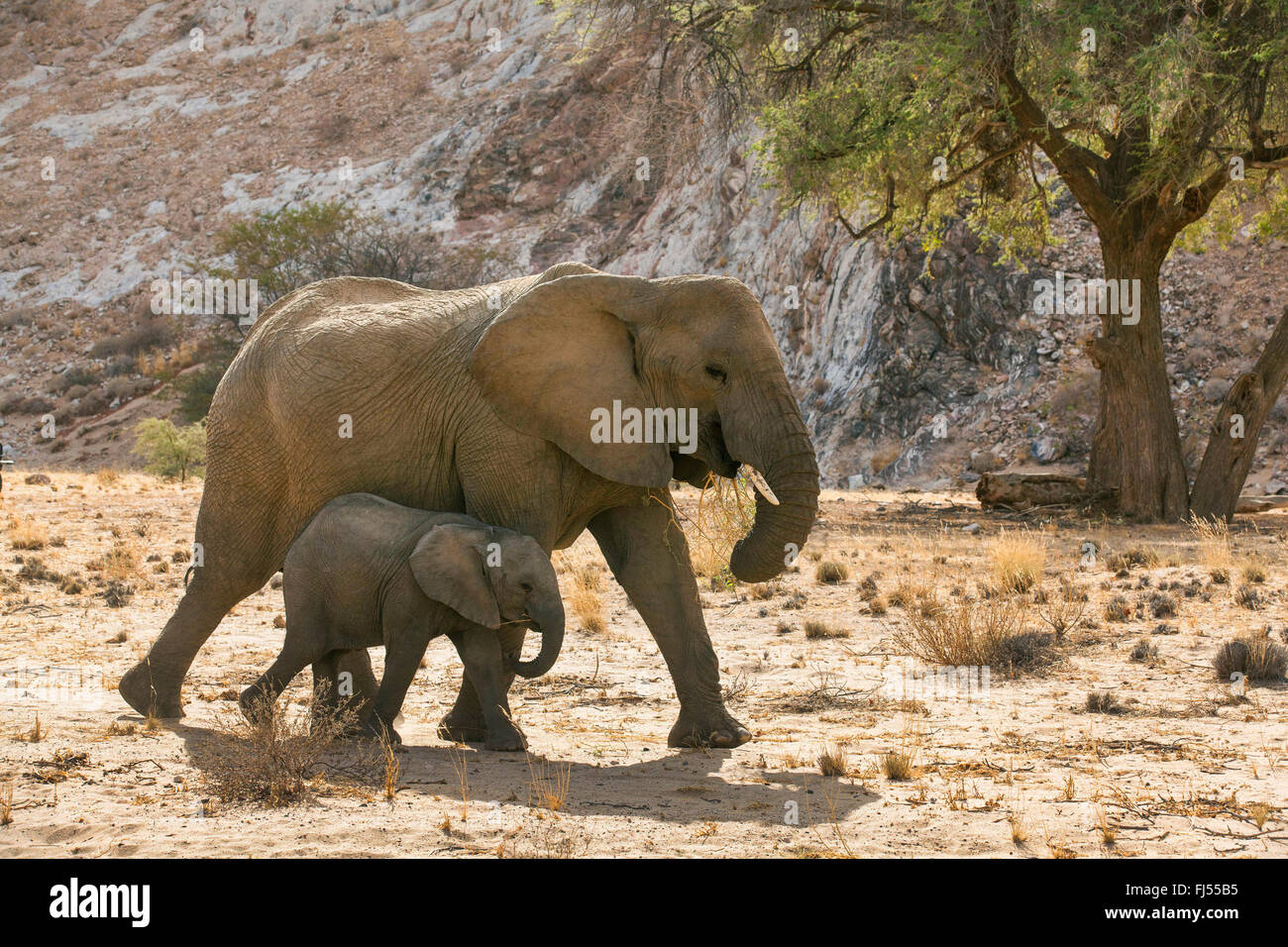 Deserto di elefante, deserto-abitazione Elefanti Elefante africano (Loxodonta africana africana), Deserto cow elephant con elefante vitello all'essiccato fino alveo del fiume Huab, Namibia, Damaraland Foto Stock