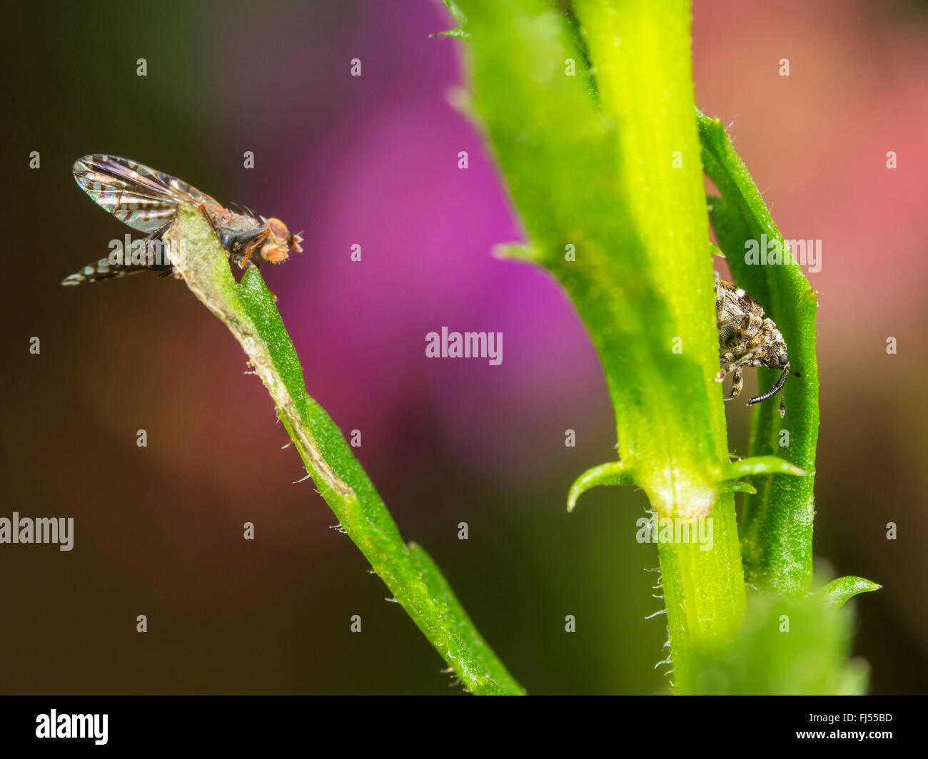 Tephritid fly (Tephritis neesii), maschio di Tephritis neesii e Microplontus campestris (a destra), Germania Foto Stock