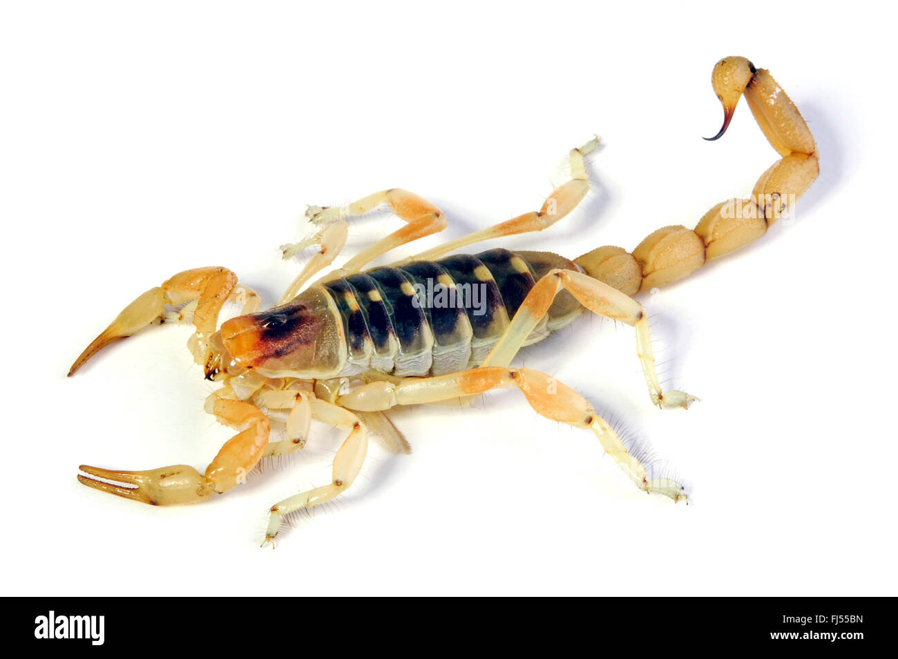 Scorpion (Brachistosternus castroi), cut-out, Cile, Atacama-Wueste Foto Stock
