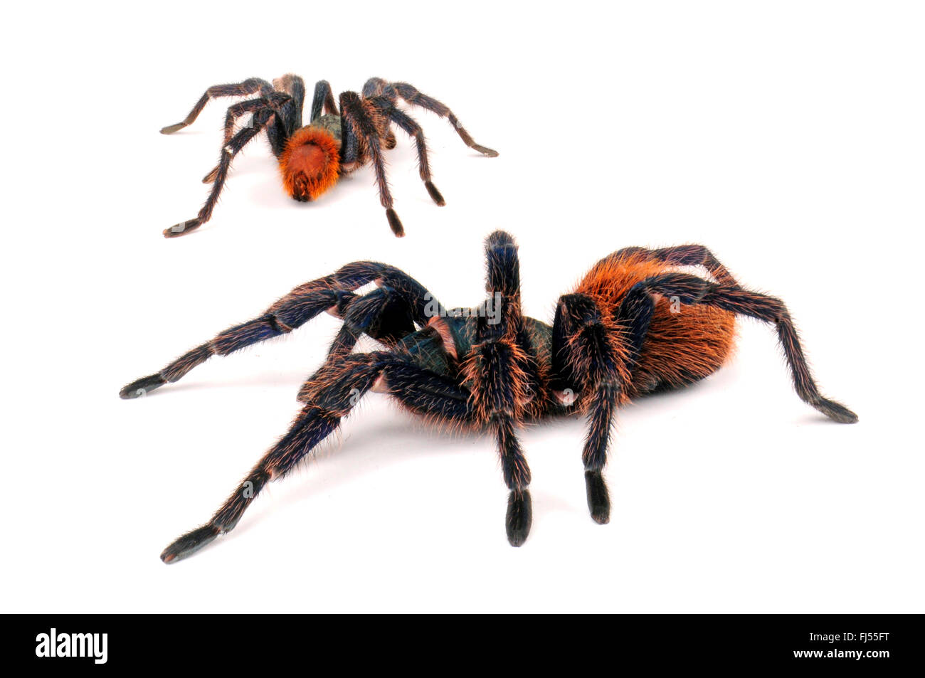 Greenbottle blue Tarantula (Chromatopelma cyaneopubescens), Venezuela Foto Stock