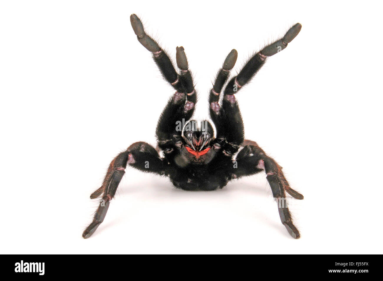 Indian violetta tarantula (Chilobrachys fimbriatus), in difesa della postura, cut-out Foto Stock