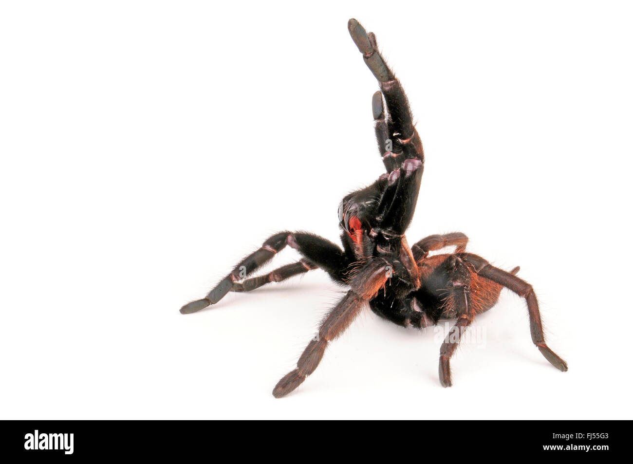 Indian violetta tarantula (Chilobrachys fimbriatus), in difesa della postura, cut-out Foto Stock