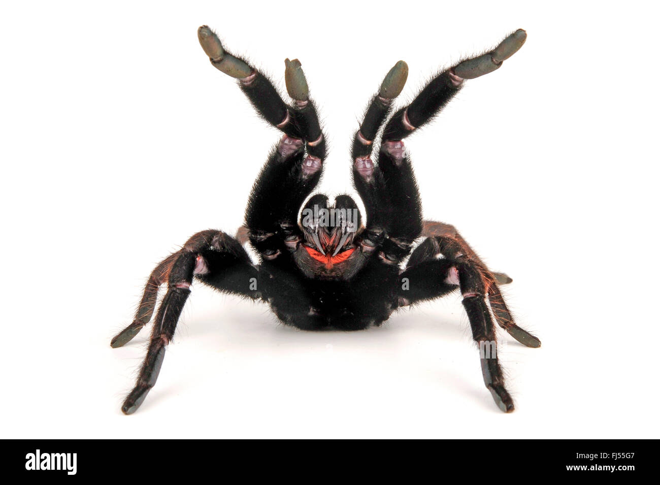 Indian violetta tarantula (Chilobrachys fimbriatus), in difesa della postura, cut-out Foto Stock
