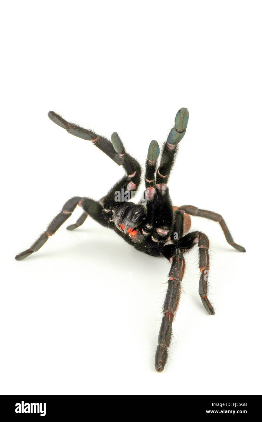 Indian violetta tarantula (Chilobrachys fimbriatus), in difesa della postura, cut-out Foto Stock