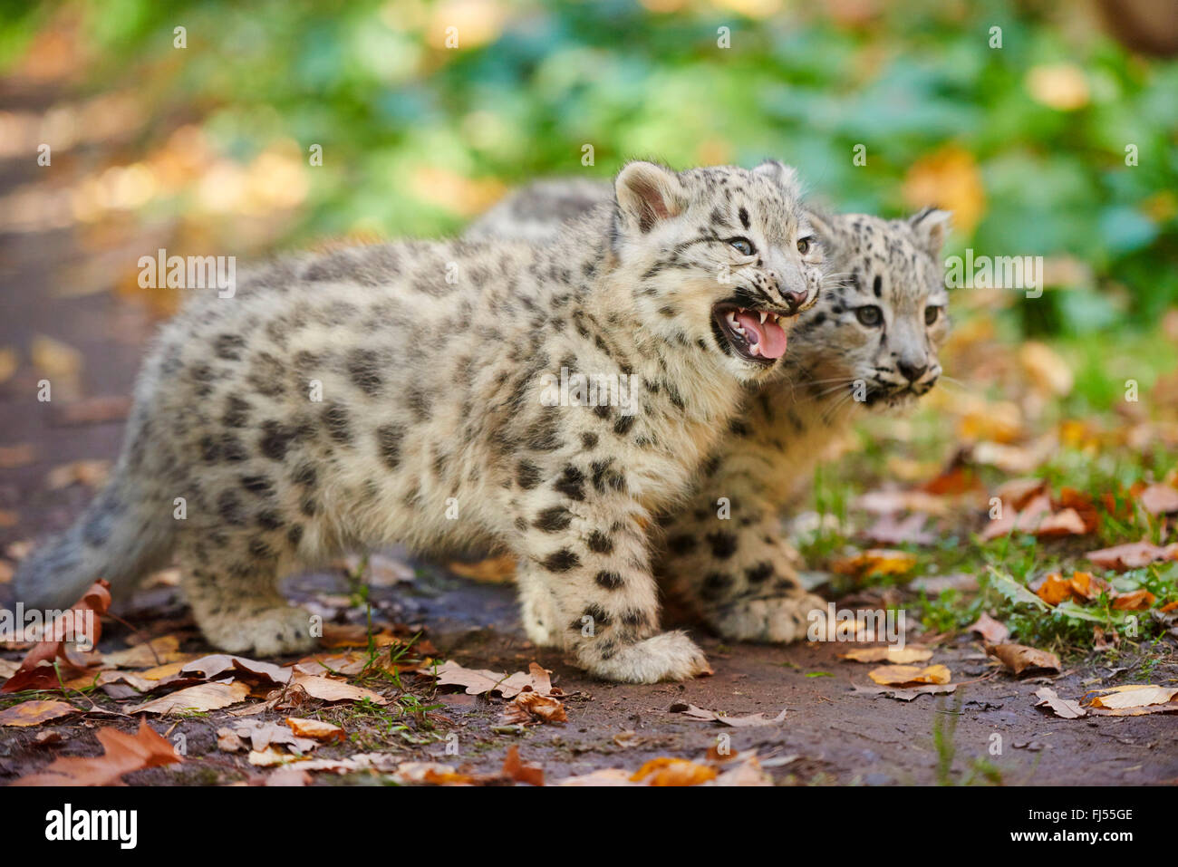 Snow Leopard (Uncia uncia, Panthera uncia), due cuccioli in autunno Foto Stock