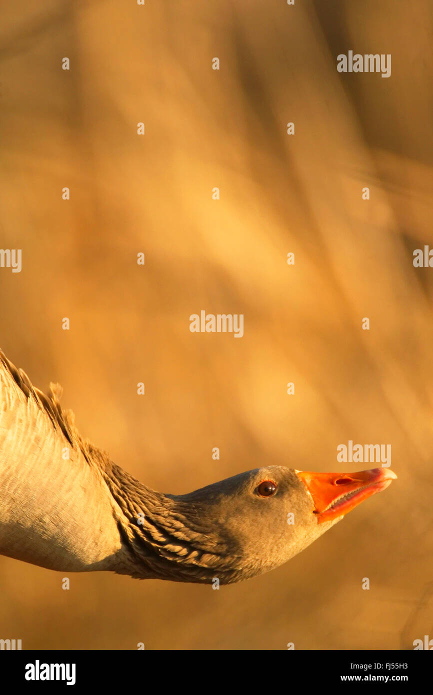 Graylag goose (Anser anser), ritratto con testa abbattuto, Germania, Sassonia Foto Stock