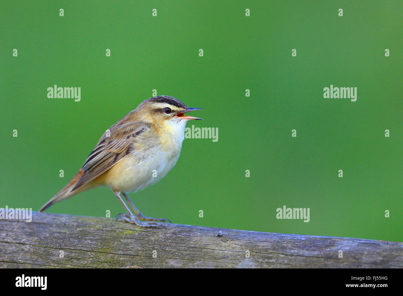 Sedge trillo (Acrocephalus schoenobaenus), maschile seduto su una recinzione e il canto, Paesi Bassi, Frisia Foto Stock