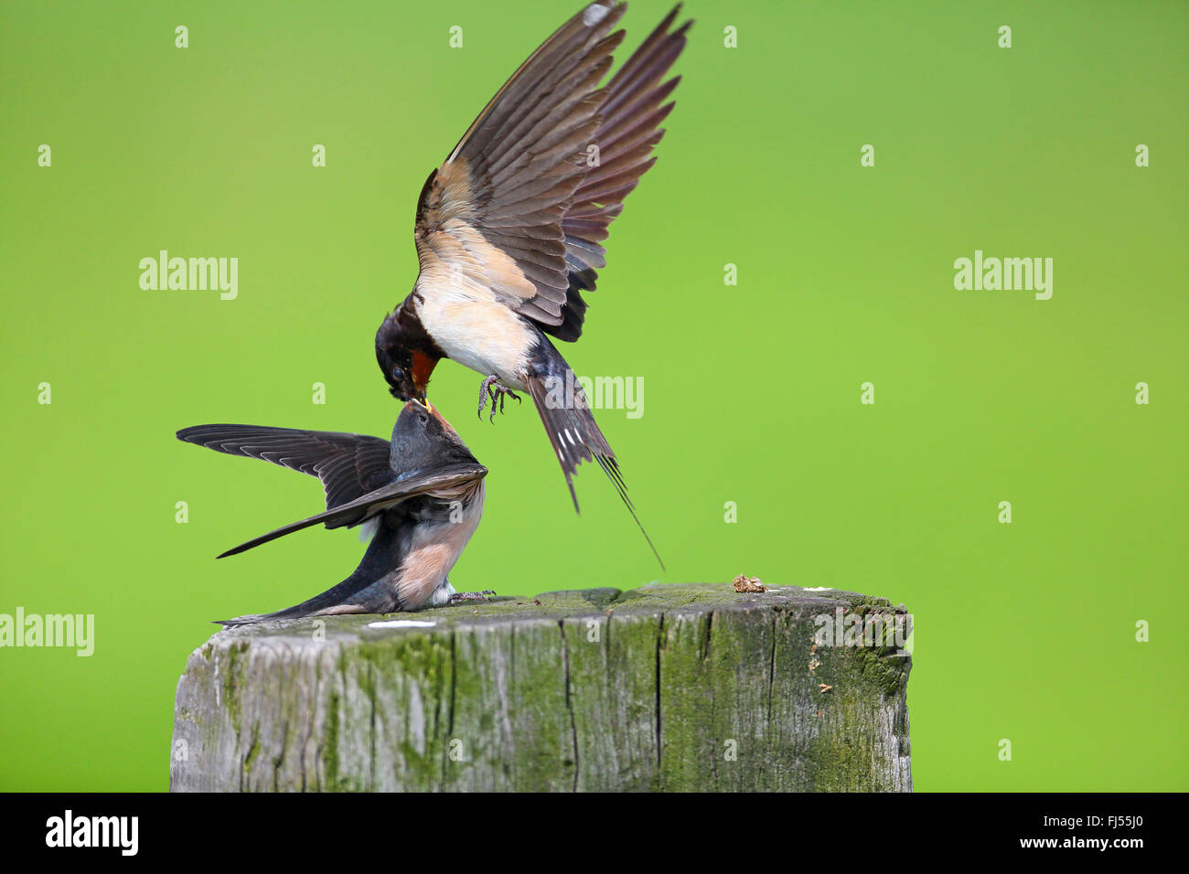 Barn swallow (Hirundo rustica), uccello adulto Alimentazione bambino uccello, Paesi Bassi Utrecht Foto Stock