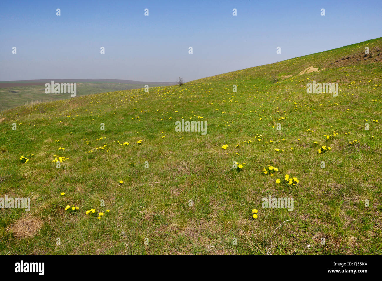 Steppa rumeno vicino al confine con la Moldavia, Romania Foto Stock