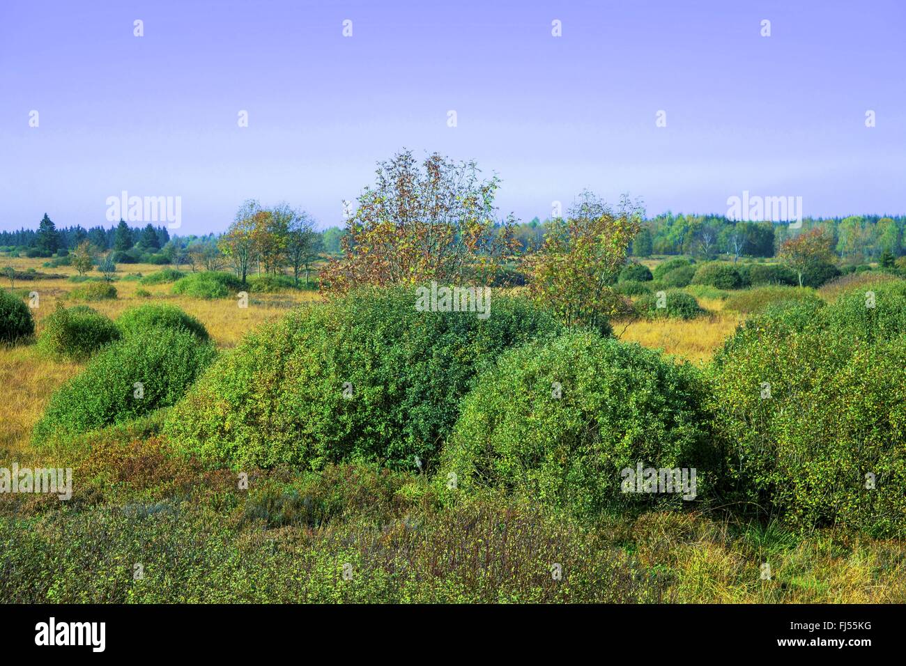 Sollevate bog vicino Kalterherberg, in Germania, in Renania settentrionale-Vestfalia, Hautes Fagnes Foto Stock